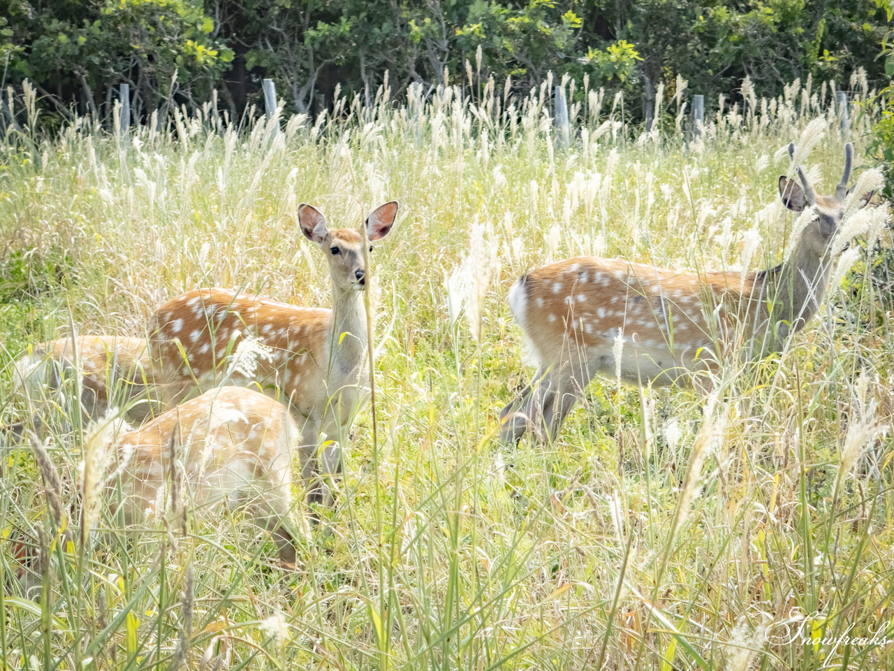 これぞ、北海道！サロマ湖とオホーツク海を望みながら『ワッカ原生花園』をのんびりサイクリング(^^)/
